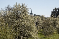 blühende Birnbäume in Niedergrünbach
