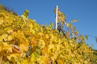 Herbst im Weingarten