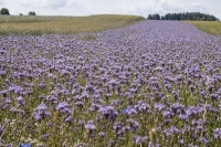 Phacelia