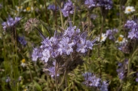 Phacelia